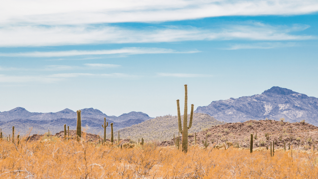 Desert landscape with cactus and distant mountains representing themes in the poetry of Iris Lennox.